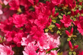 Azalea Japonica Excelsior 70 70 Azaleas Rhododendron Excelsior