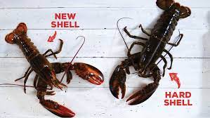 5 to 5 1/2 pound live maine lobsters! New Shell Vs Hard Shell What S The Difference Lobster From Maine