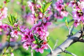 Image result for Prunus persica