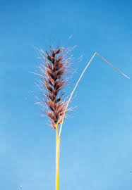 Image result for Cenchrus setaceus