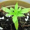 And since autoflowering plants have short vegetative phases and often grow shorter than photoperiod strains, you'll typically want to give your autos at least 18 hours of light. 1