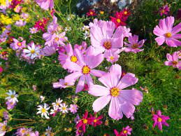 While dahlias, freesia, and calla lilies are beautiful plants, they won't survive the winter in northern climates. Sow Seeds Now For Summer Flowers Portland Monthly