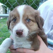 This is especially true if he'll be around young children and other animals. Dog Breeder Tannin Border Collies Quad Cities Puppies