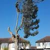 The pollarding process creates short branches whose ends become nubby from annual pruning. 1