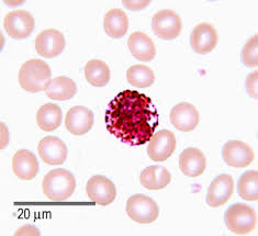 Image result for Basophil Count