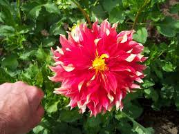 Ships from and sold by m&b sales seed company usa. What Are Dinnerplate Dahlias Tips For Dinnerplate Dahlia Care And Maintenance