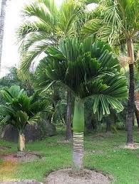 Areca Catechu Dwarf Betel Nut Palm Tree Types Palm Trees Landscaping Palm Garden