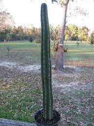 Whatever dose you choose, cacti/mescaline is pretty smooth compared to mushrooms and lsd, and only in larger doses does it even come close to. Trichocereus Pachanoi San Pedro Cactus In 4 Pot Plant Is 17 Tall Cactus San Pedro Cacti Plants Cactus Plants