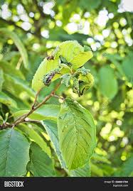 Ants in your tree are another sure sign of aphid infestation, as their only interest in climbing trees is to harvest honeydew (sweet aphid droppings). Branch Fruit Tree Image Photo Free Trial Bigstock
