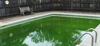 Scrubbing also helps to break the algae up, allowing chemicals to work faster. Pool Chemical Problems Type Of Algae