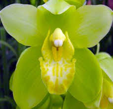 Cymbidium /sɪmˈbɪdiəm/, commonly known as boat orchids, is a genus of evergreen flowering plants in the orchid family orchidaceae. Green Orchid Green Cymbidium Orchid Yellow Throat Green Orchid Buy From Cymbidium Orchids Beautiful Orchids Green Orchid