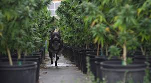 Cbd oil pet tinctures, cbd treats, crunchy bites and biscuits, capsules and pills. Behind The Scenes At Suzie S Cbd Treats Pet Age