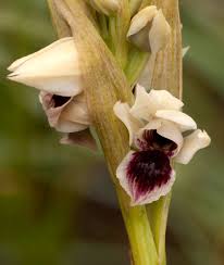 Image result for Orthochilus euanthus