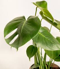 Image result for Monstera