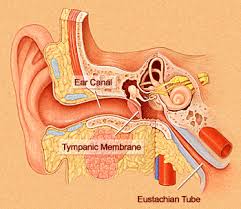 Maybe you would like to learn more about one of these? Eustachian Tube Disorders