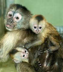 Check spelling or type a new query. Capuchin Zooborns