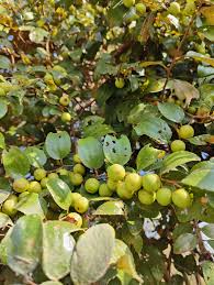 Image result for Ziziphus mauritiana