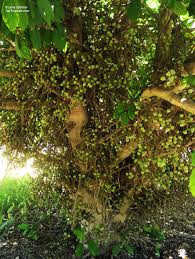 Image result for Ficus sur
