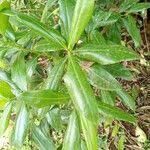 Image result for Warburgia ugandensis