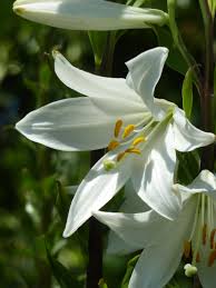 Image result for Liliaceae