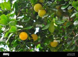 Image result for Dovyalis afra