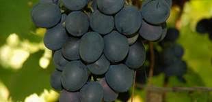 как сделать вино из винограда молдова в домашних условиях видео Vino Iz Vinograda Moldova Prigotovlenie V Domashnih Usloviyah