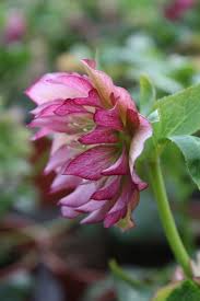 We did not find results for: Double Ellen Picotee Border Plants Winter Rose Plants