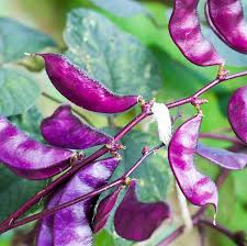 Few plants rival the extroverted beauty of a climbing vine bursting with purple flowers. Hyacinth Bean Seed Red Leaved Hyacinth Vine Flower Seeds