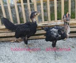 Ayam Pelung Umur 2 Bulan Sepasang Pesanan Pak Agus Ayampelung Pelung Ternakunggas Ternakayam Pelung Hargaayam Pelung Kandangayam Pe Animals Rooster Photo