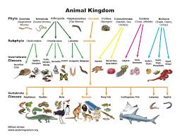 Circumstantial Animal Classification Marine Animal