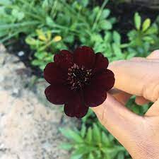 What flowers are dark purple. Dark Purple Flower In California What Is It Whatsthisplant