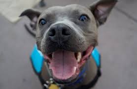 Dogs, cats, rabbits, small animals, birds, reptiles, amphibians, and/or fish. The Top 20 Dog Shelters In The United States