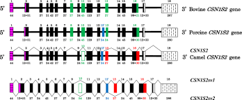 Of the two distinct species, the arabian has one hump (the lighter, thoroughbred variety is the dromedary); Alternative Splicing Events Expand Molecular Diversity Of Camel Csn1s2 Increasing Its Ability To Generate Potentially Bioactive Peptides Scientific Reports