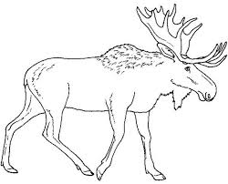 Moose Walking Alone Coloring Page Kids Play Color In 2020 Moose Pictures Moose Painting Coloring Pages