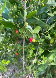 Image result for Crossopetalum