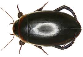 Image result for Behniaceae