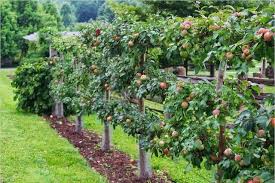 17 Brilliant Fruit Trees Gardening Ideas Small Backyard Gardendesign Gardeningtips Gardeni Fruit Trees Garden Design Fruit Tree Garden Fruit Trees Backyard