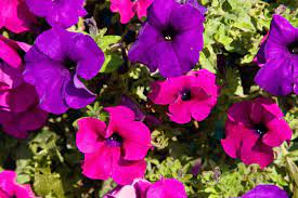 Supertunia petunias are vigorous with slightly mounded habits that function as both fillers and spillers in supertunia®picasso in purple®petuniahybrid'dcaspitaya'uspp 27,999, can pbraf. Pink And Purple Petunias Varieties For Your Garden Garden Tabs