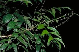 Image result for Brucea