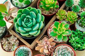 Otra cosa que debes tener en cuenta es que si tienes el cactus en casa debes dejarlo en el balcón ya que si está en ambiente superior a los 20ºc. Como Cuidar Suculentas Facilmente En Interiores Cocina Vital