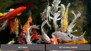 This will redirect you to. Koi Live Wallpaper For Android Phone Or Tablets Home Facebook