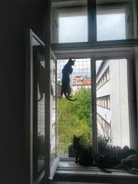 Katzengitter Einfach Katzensicher Katzen Fensterschutz Katze Hundeecke