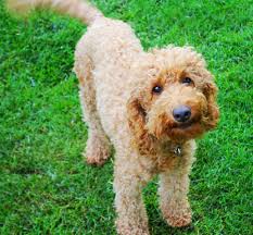 If you are thinking about adopting a labradoodle puppy for the first time, then you might find the terminologies a bit confusing. Pin On Jubilee Labradoodles