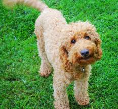 I breed f1b cockapoos, poodles and maltipoos. Pin On Jubilee Labradoodles