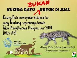 Kucing Batu Juga Dikenali Sebagai Asian Jabatan Perhilitan Semenanjung Malaysia Facebook