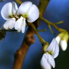 Image result for Xeroderris