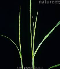 Image result for Rottboellia cochinchinensis