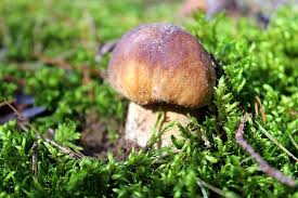 Przy zatruciu widoczne są objawy muskarynowe czyli: Borowik Szlachetny Grzyb Grzyby Jadalne Grzyby Las Jesien Natura Pikist