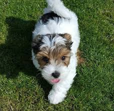 Image result for white yorkshire terrier
