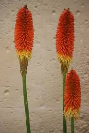 Image result for Kniphofia princeae